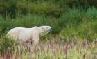 Polar bear pauses for a moment to sniff the air near Hudson Bay Art Print